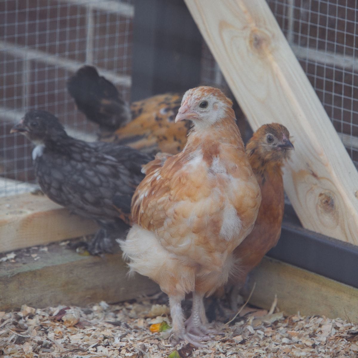 Dispatch: A Dropped Pie, a Self-Portrait and New Residents