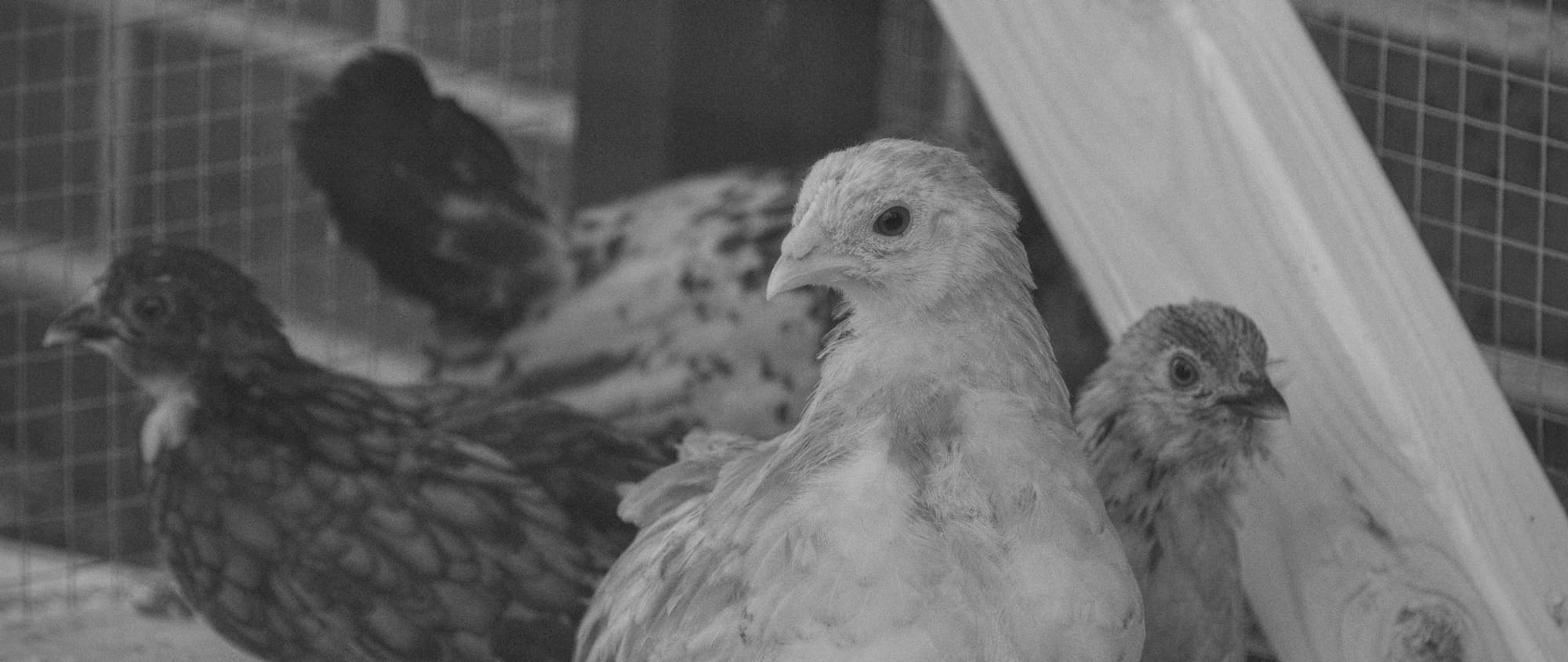 Delayed Dispatch: Death of a Chicken